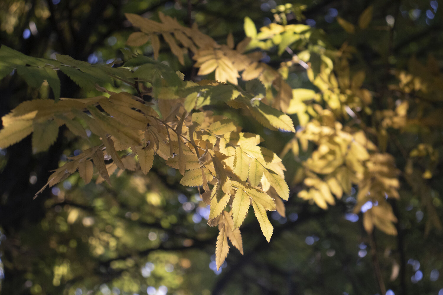 Photo #14091446
