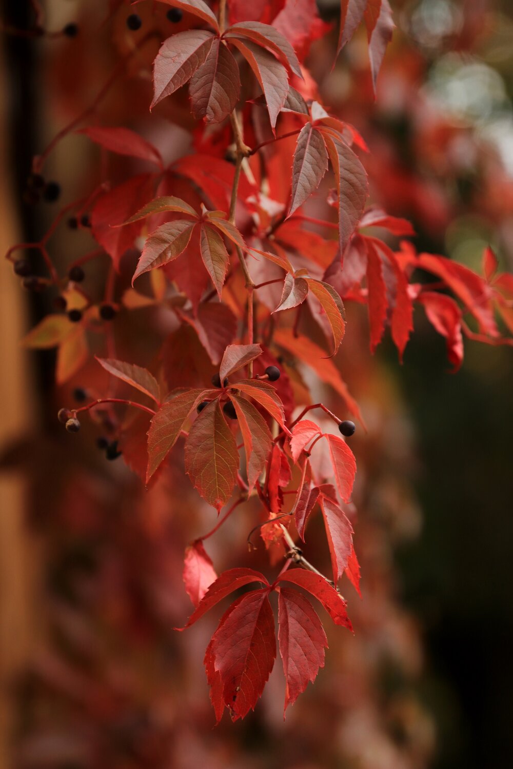 Photo #14091764