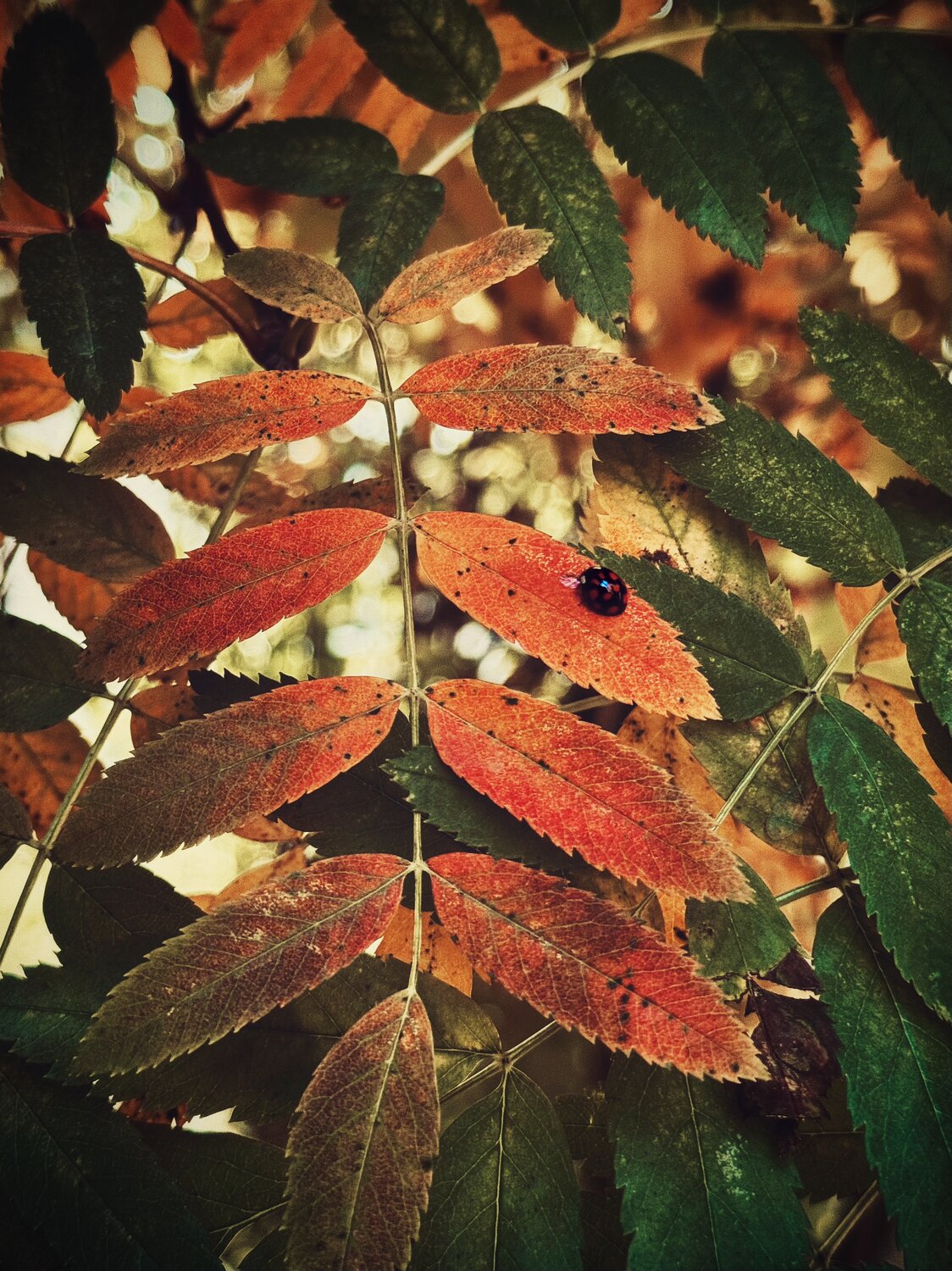 Photo #14091830