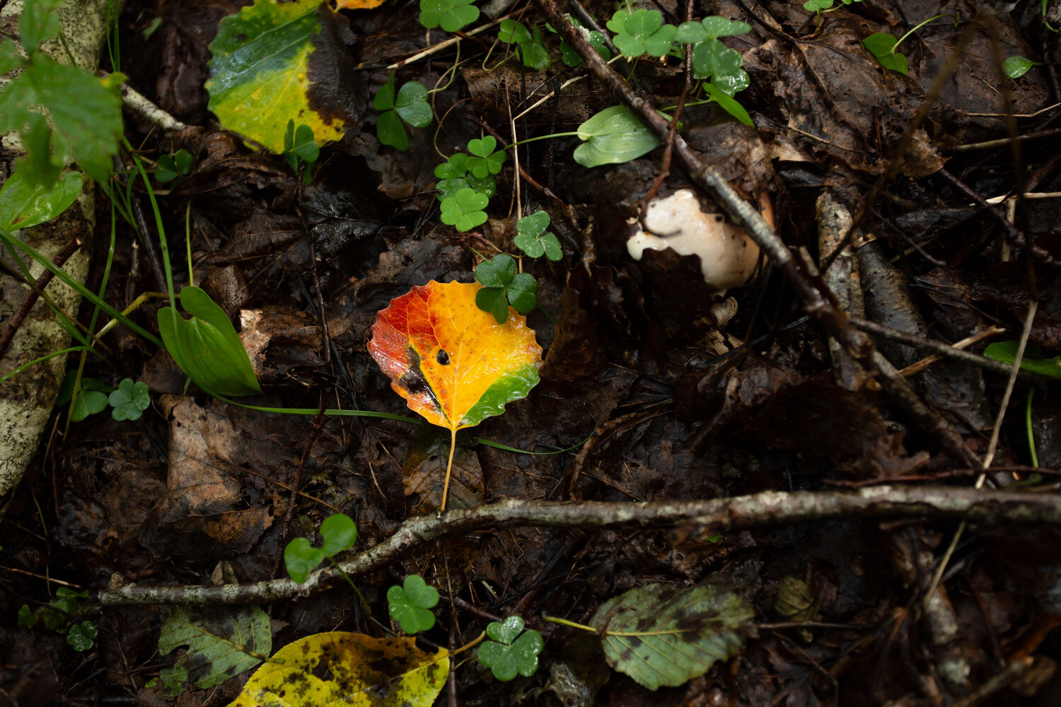 Photo #14091869