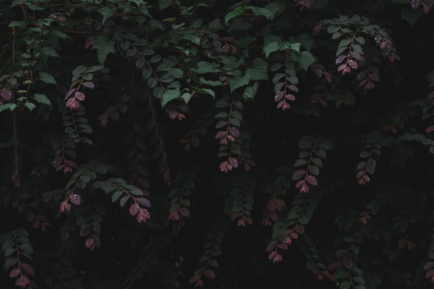 Photo #14091938