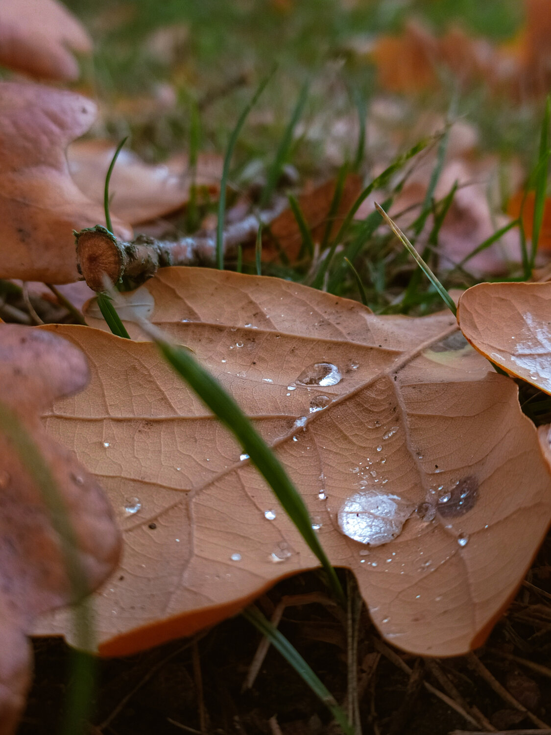 Photo #14092001
