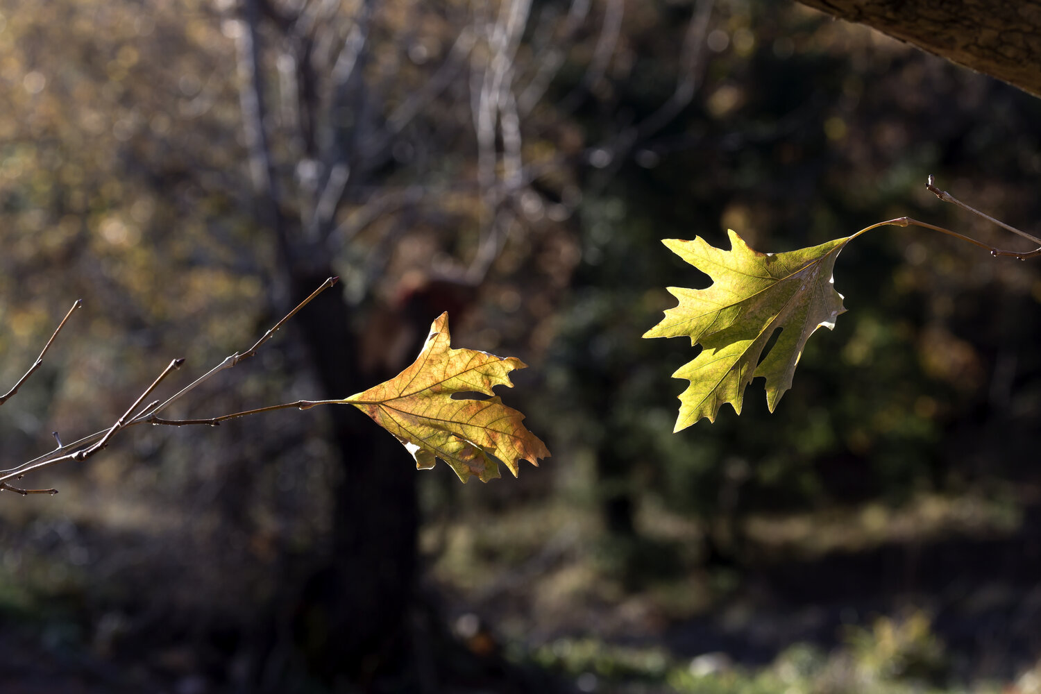 Photo #14092007