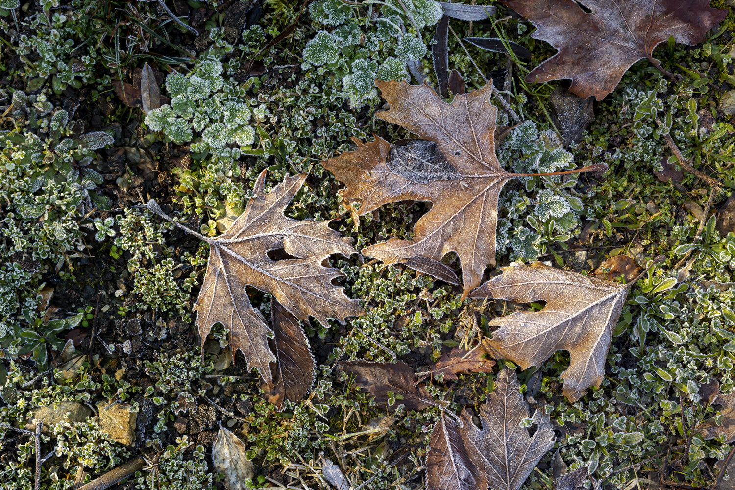 Photo #14092008