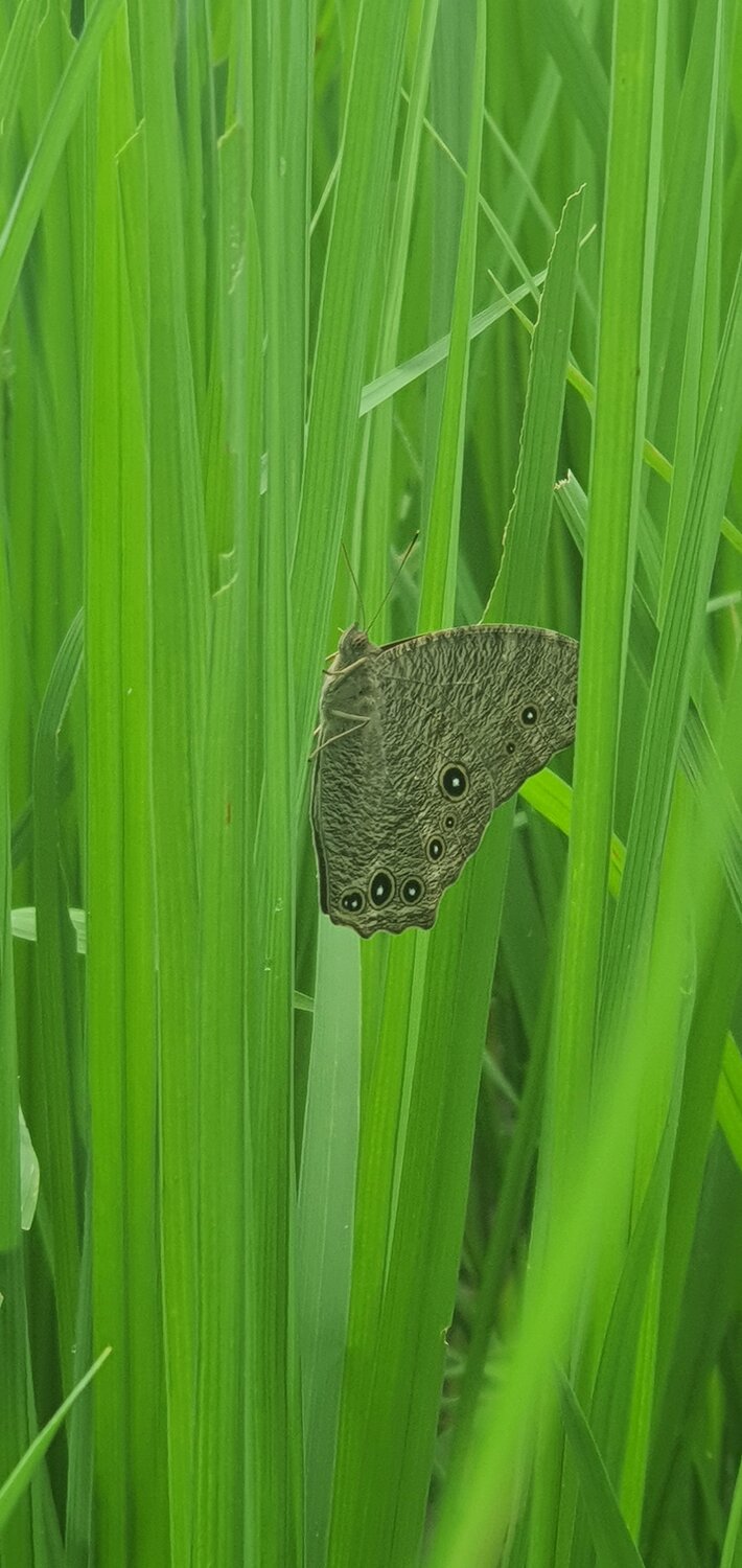 Photo #14092047