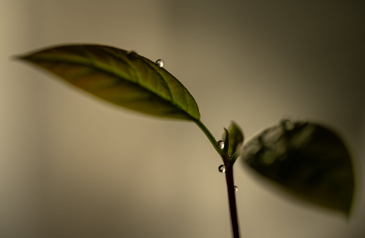 Photo #14092164