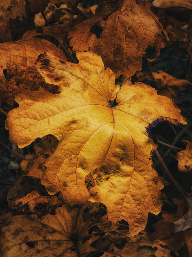 Mustard yellow leather
