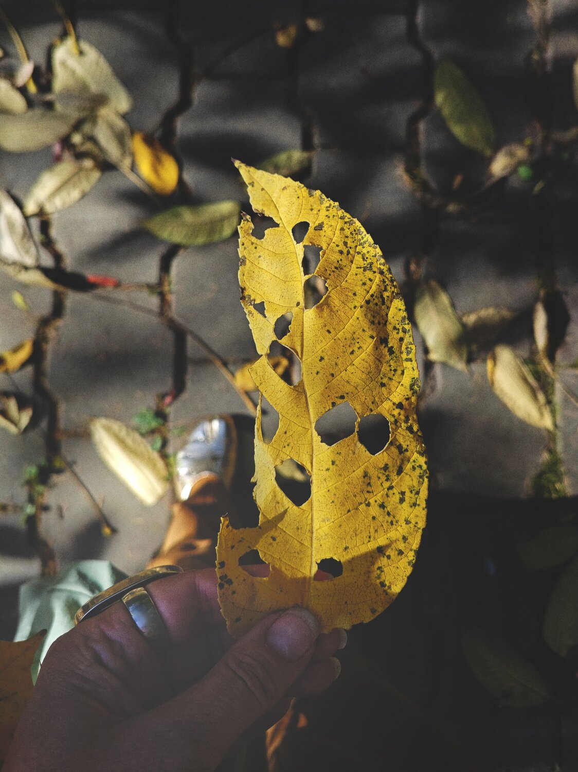 Photo #14092222