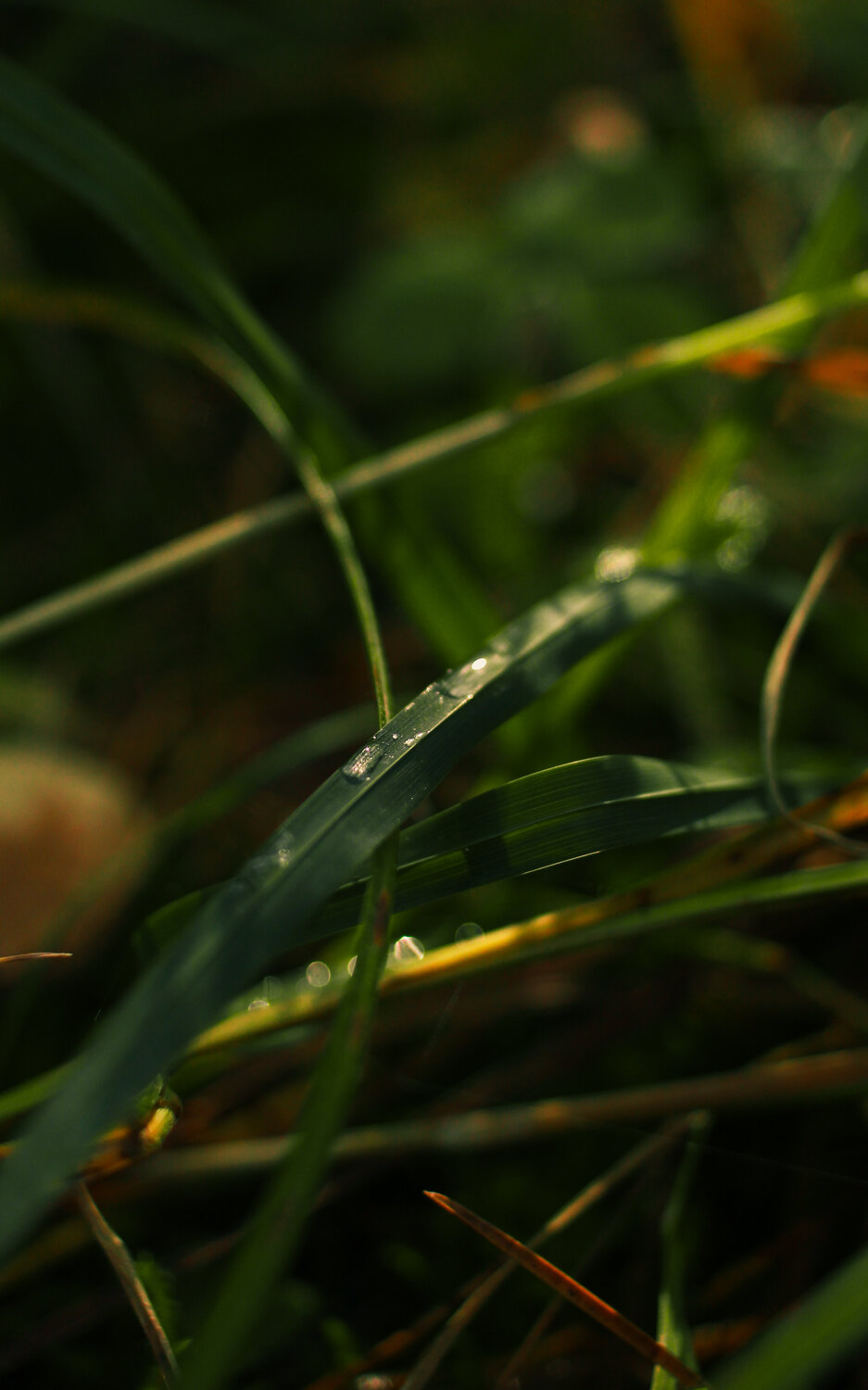 Photo #14092284