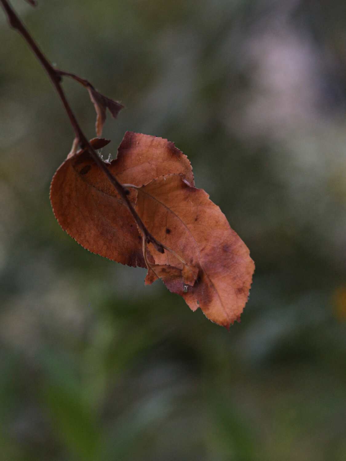 Photo #14092303
