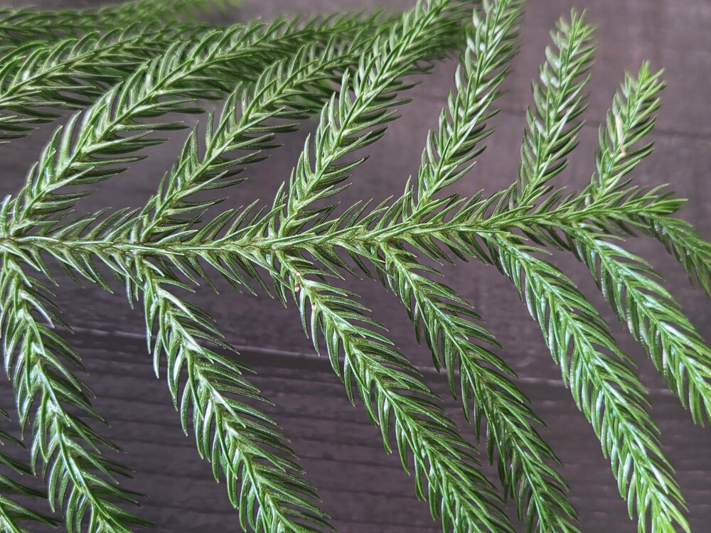 Araucaria heterophylla
