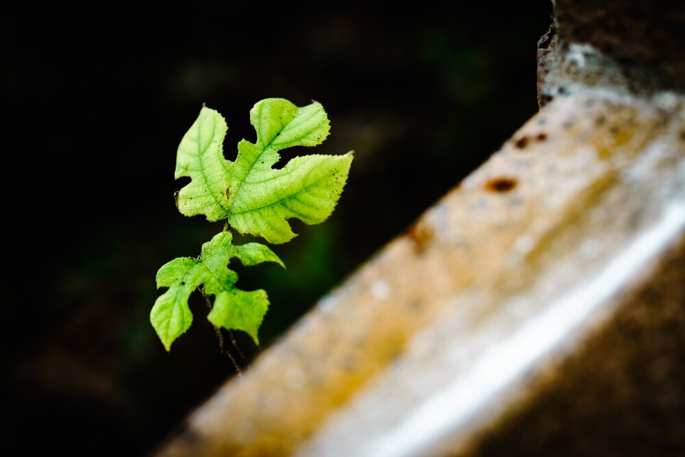 Photograph by answer