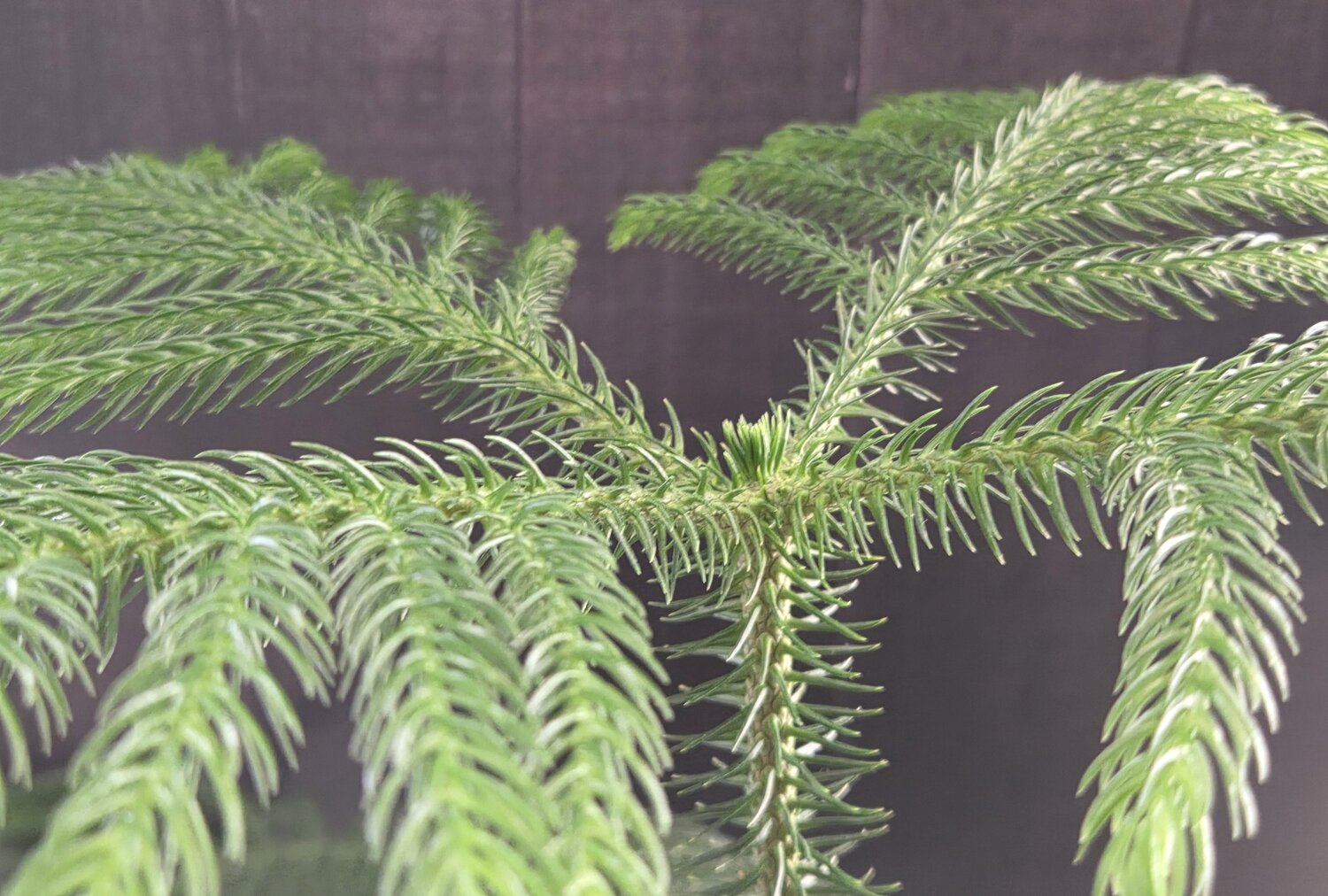 Araucaria heterophylla