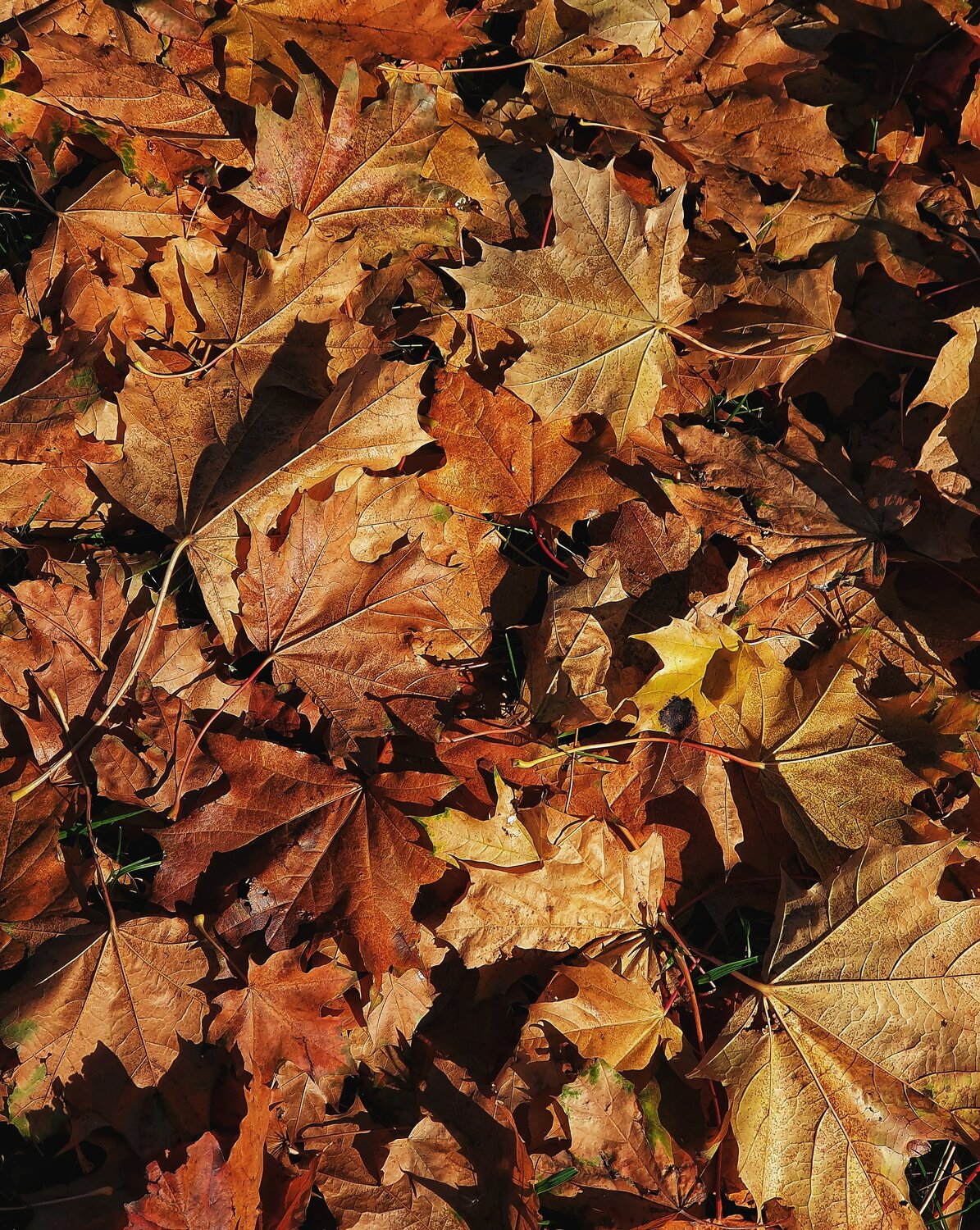 Photo #14092446