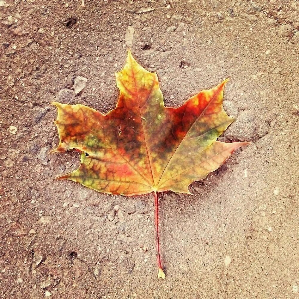 Photograph by Ольга Пришедько
