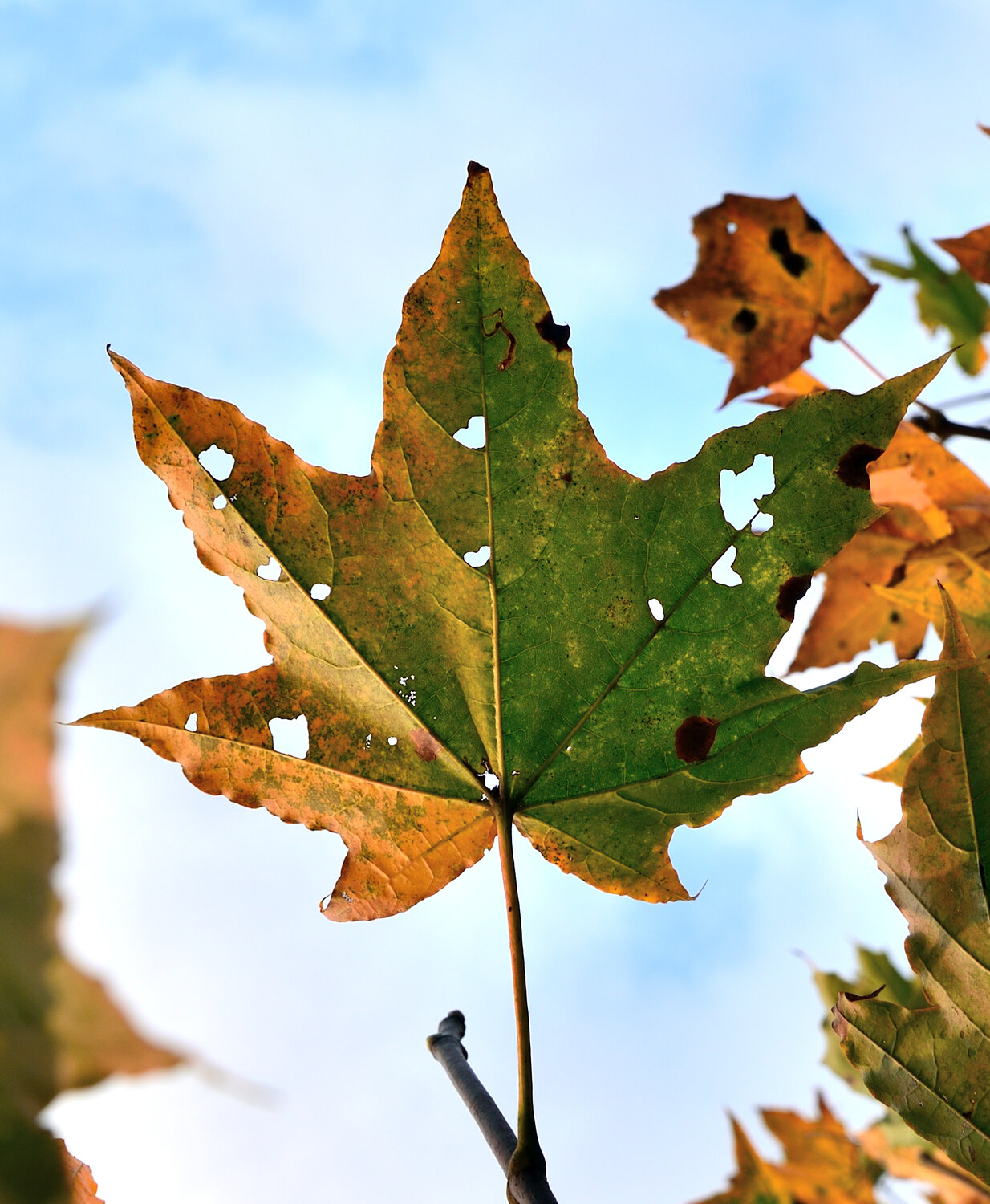 Photo #14092465