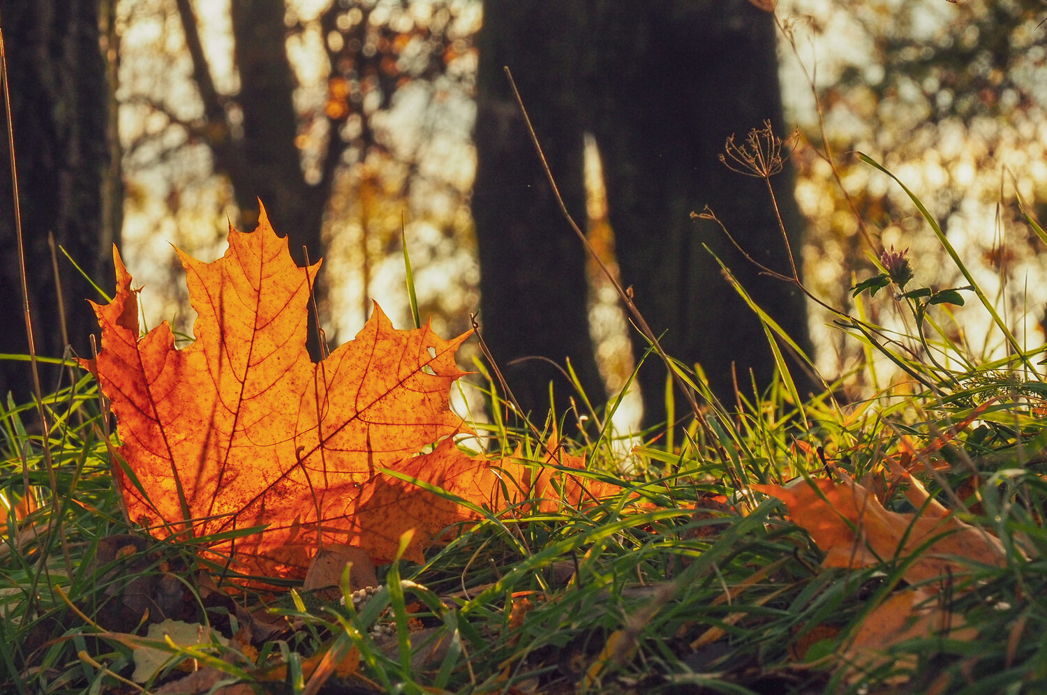 Photo #14092522