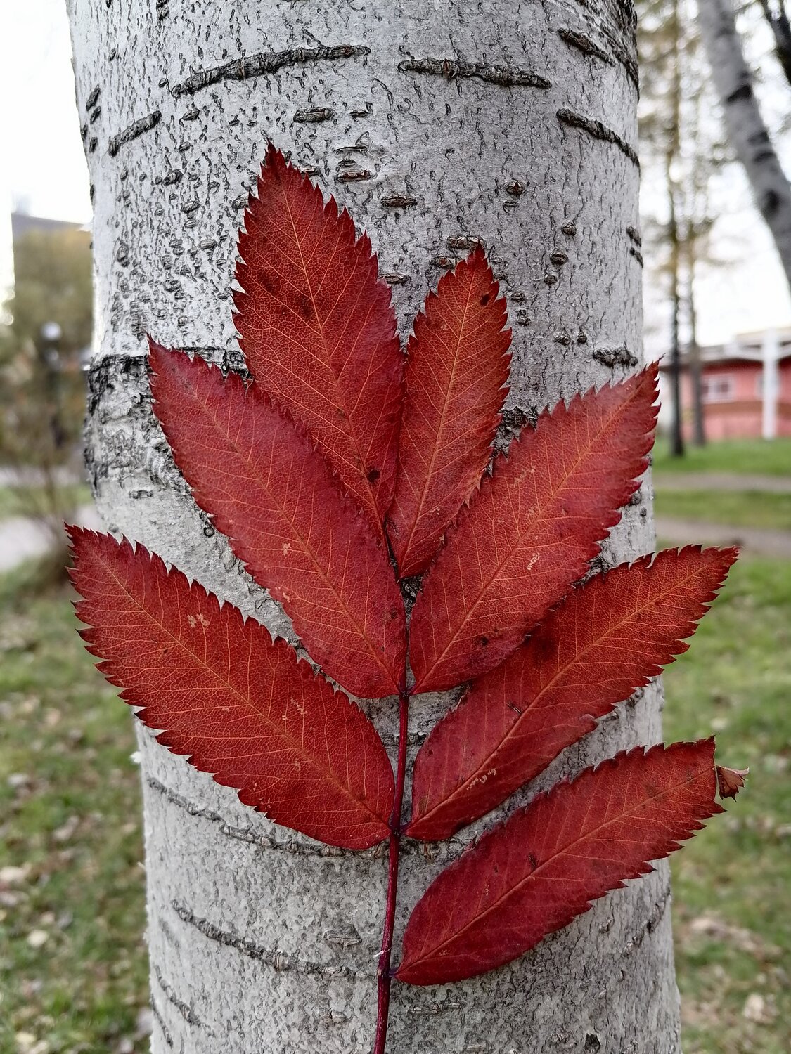 Photo #14092598