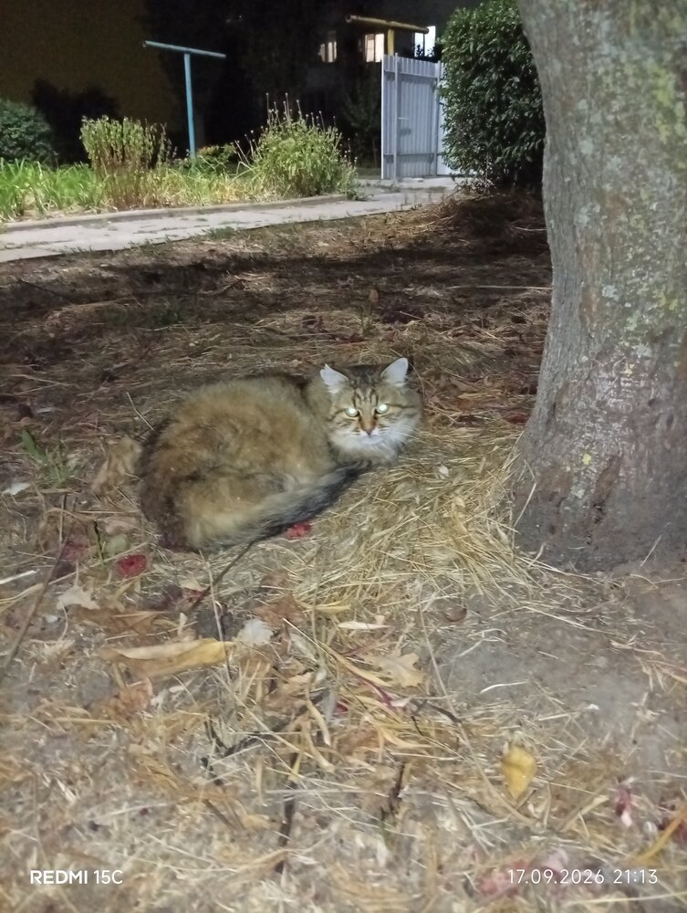 Уличный кот