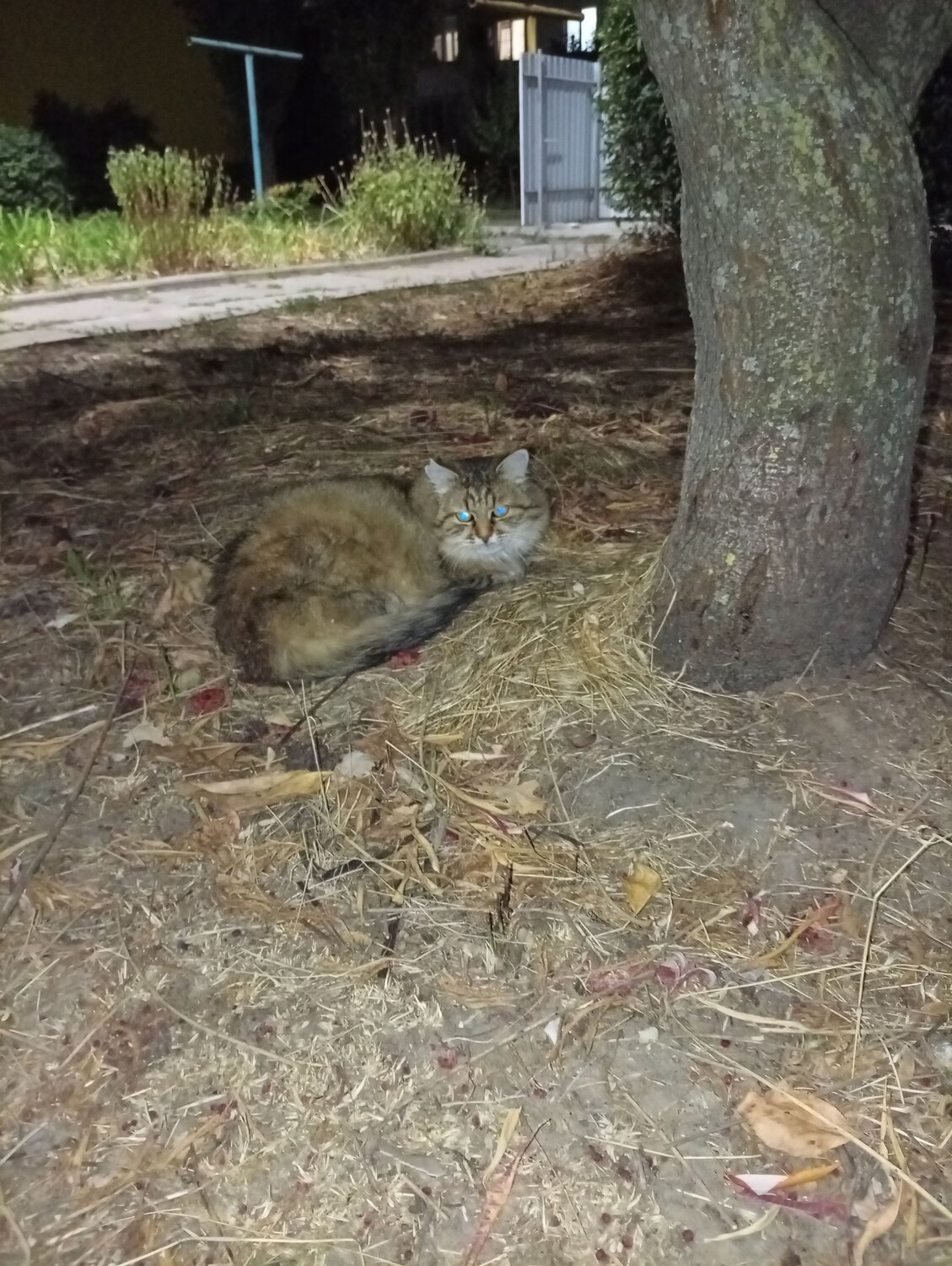 Photo #14092608