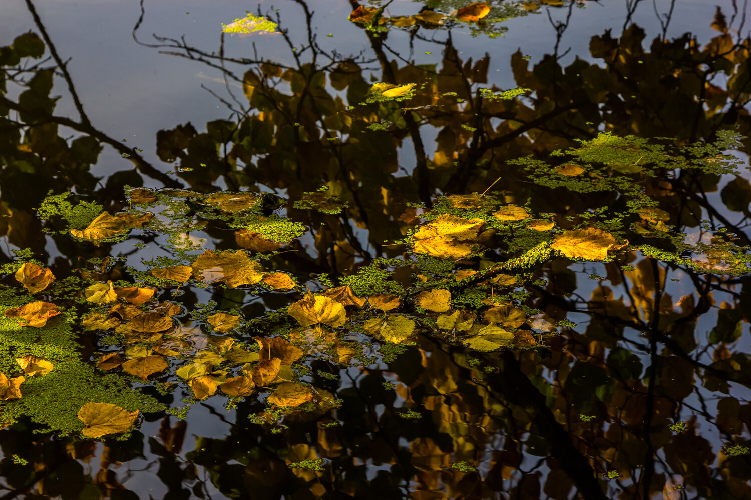 Photo #14092623