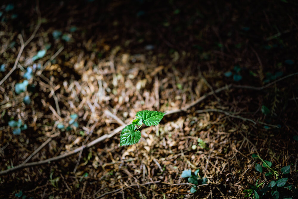 Photograph by answer