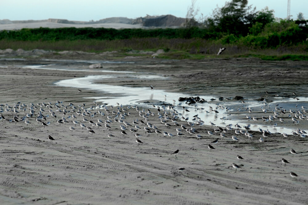 Where the Shore Comes Alive