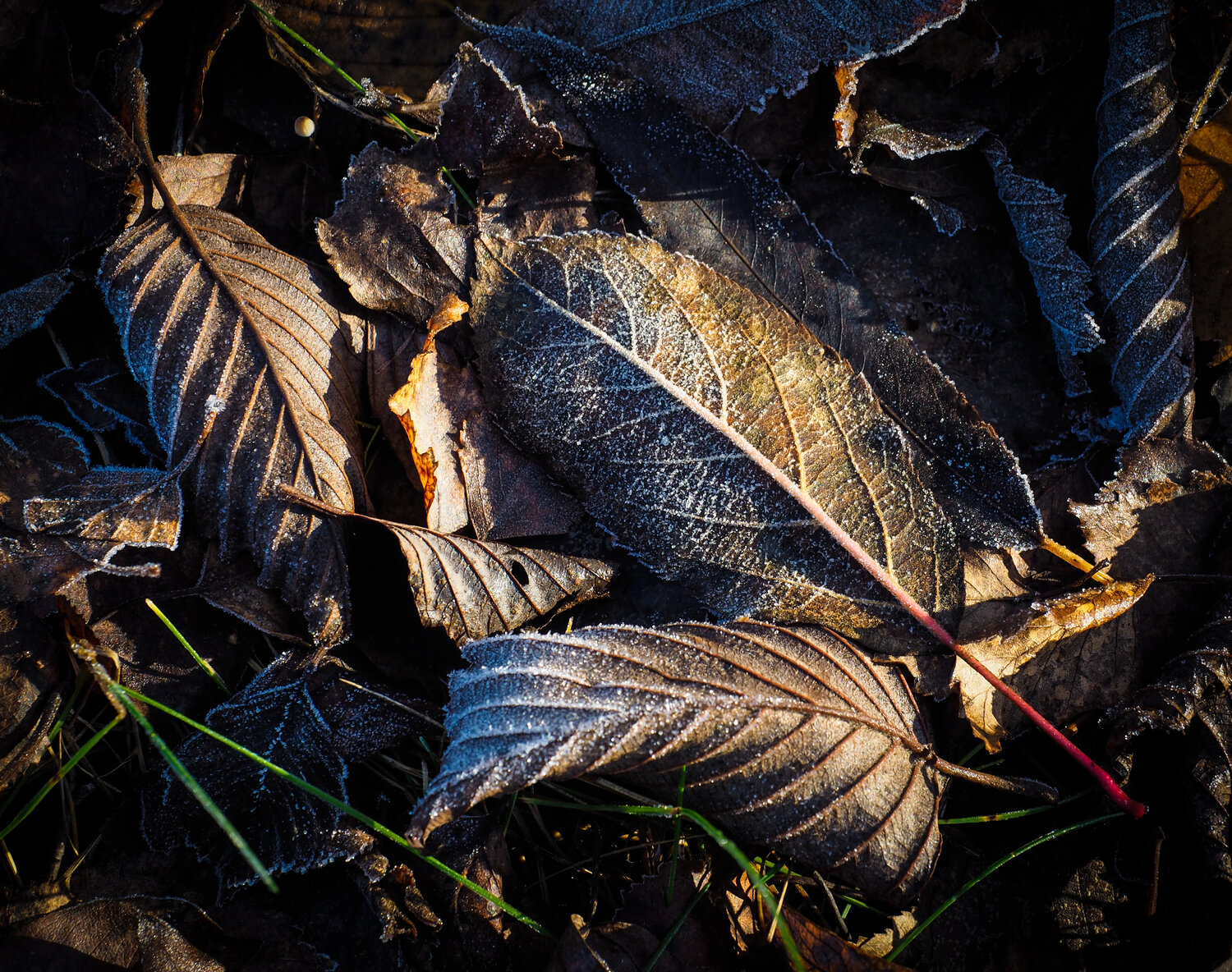 Photo #14092681
