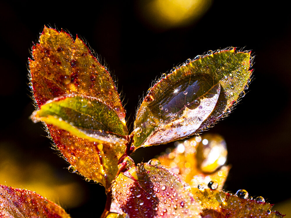Photograph by Borjigon Bayasal
