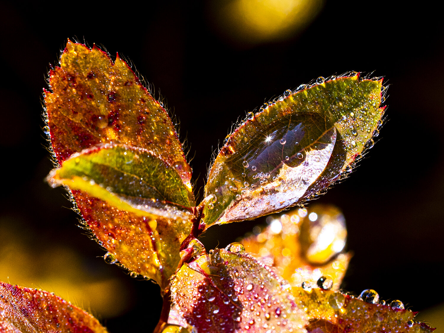 Photo #14092683