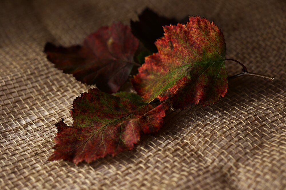 Photograph by Елена Одынец