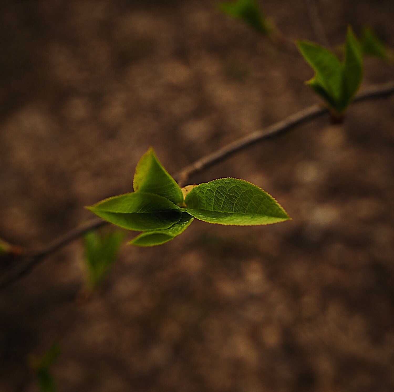 Photo #14092758