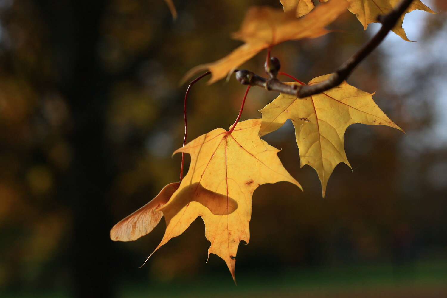 Photo #14092762