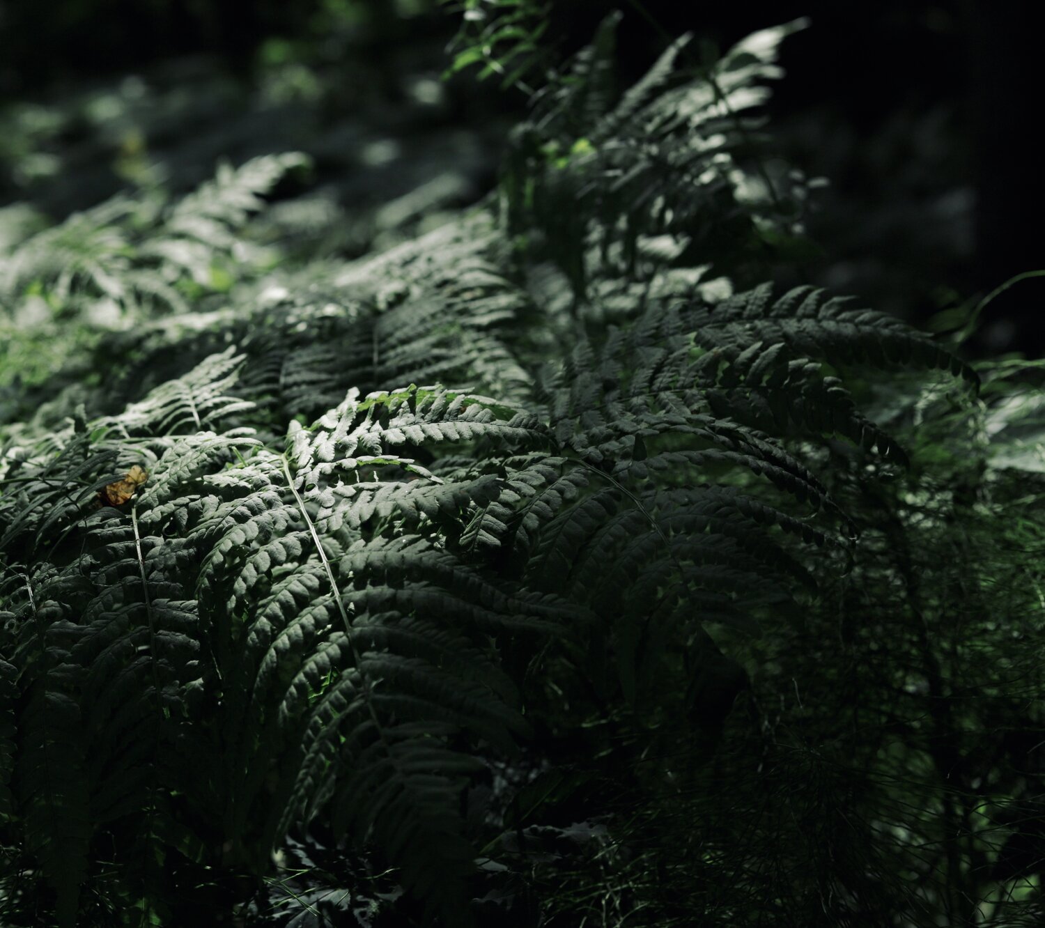 Photo #14092778