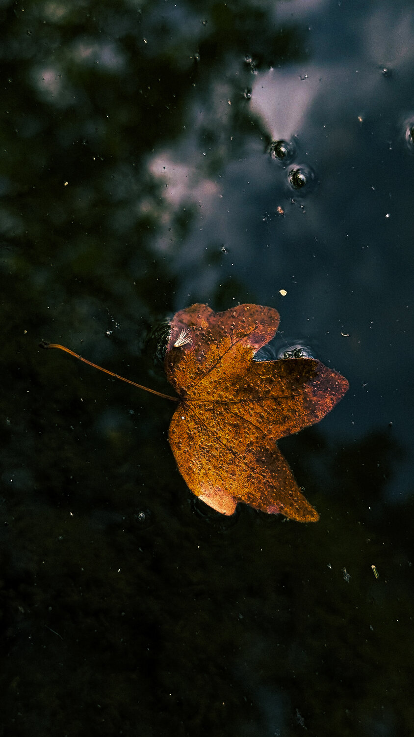 Photo #14092785