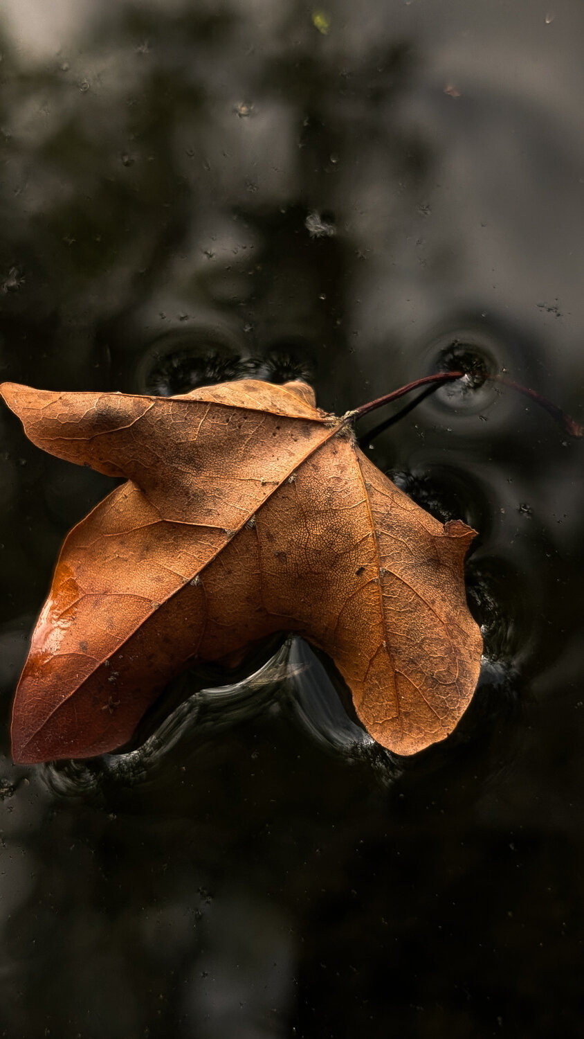 Photo #14092796