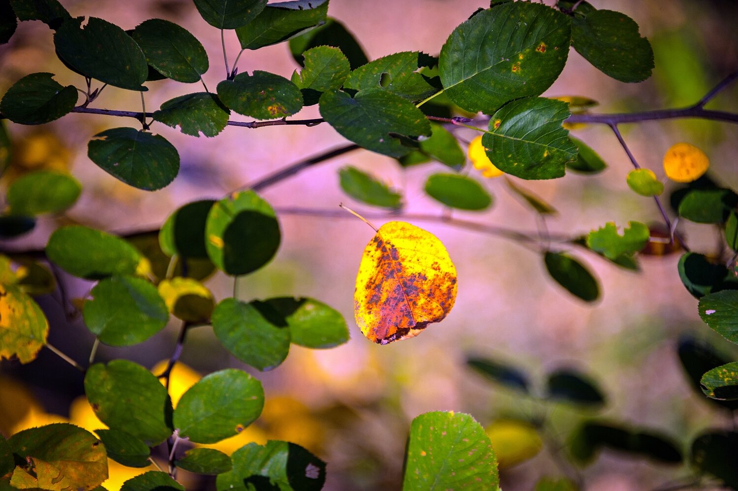 Photo #14092808