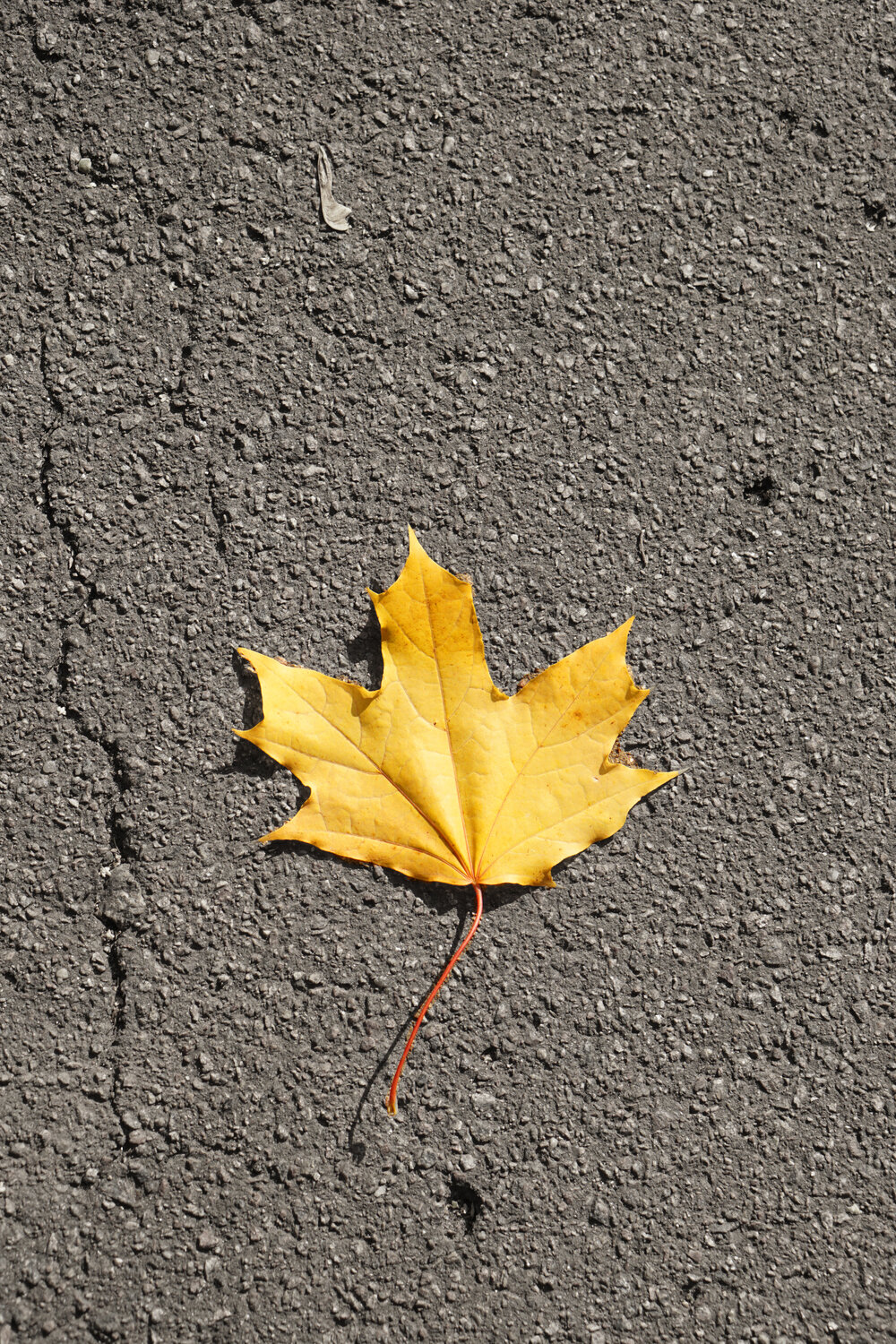 Photo #14092812