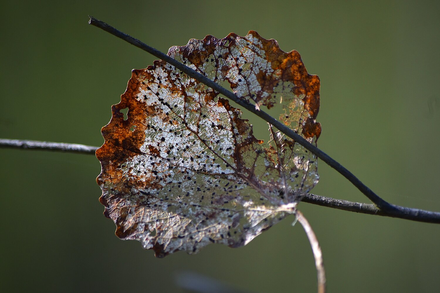 Photo #14092834