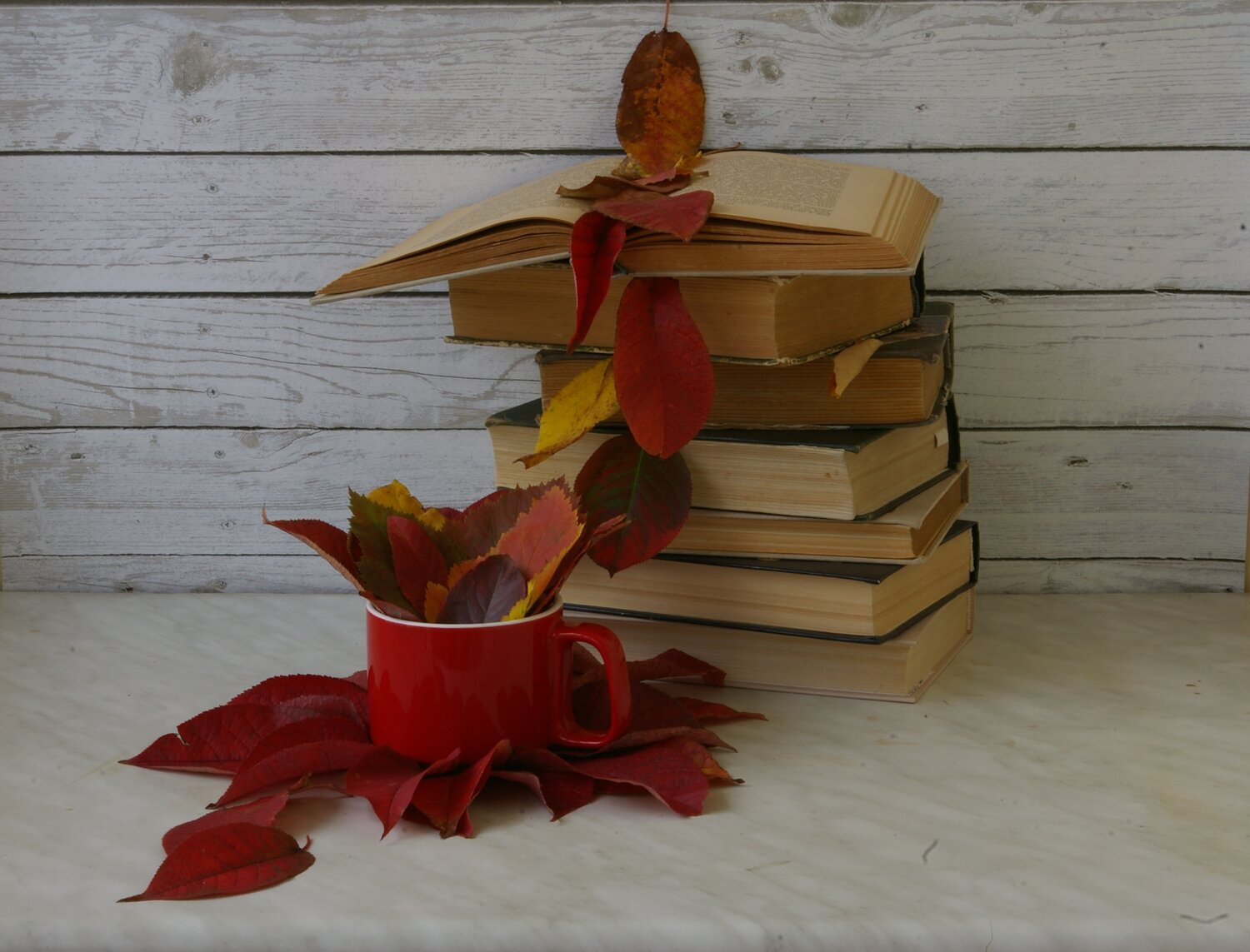 Photo #14092841