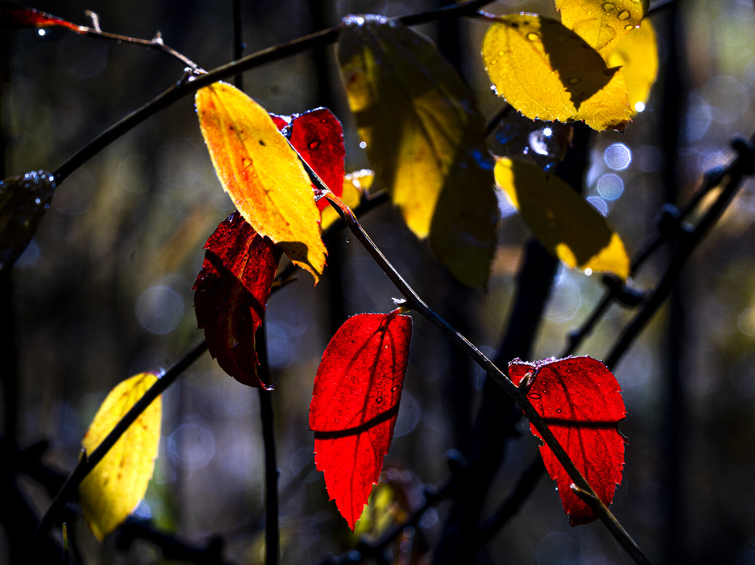 Photo #14092856