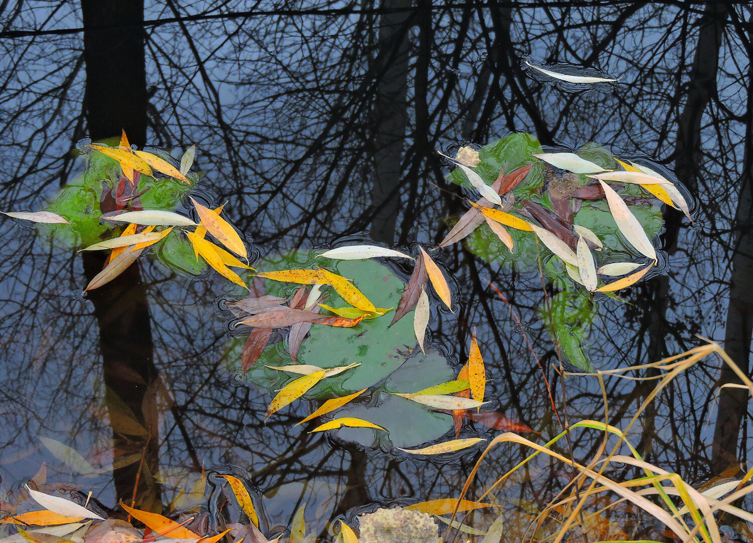 Photo #14092858