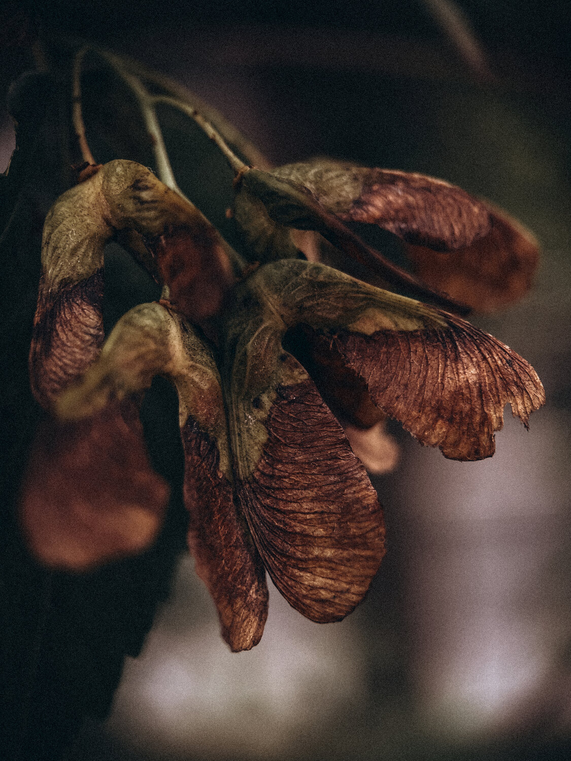 Photo #14092870