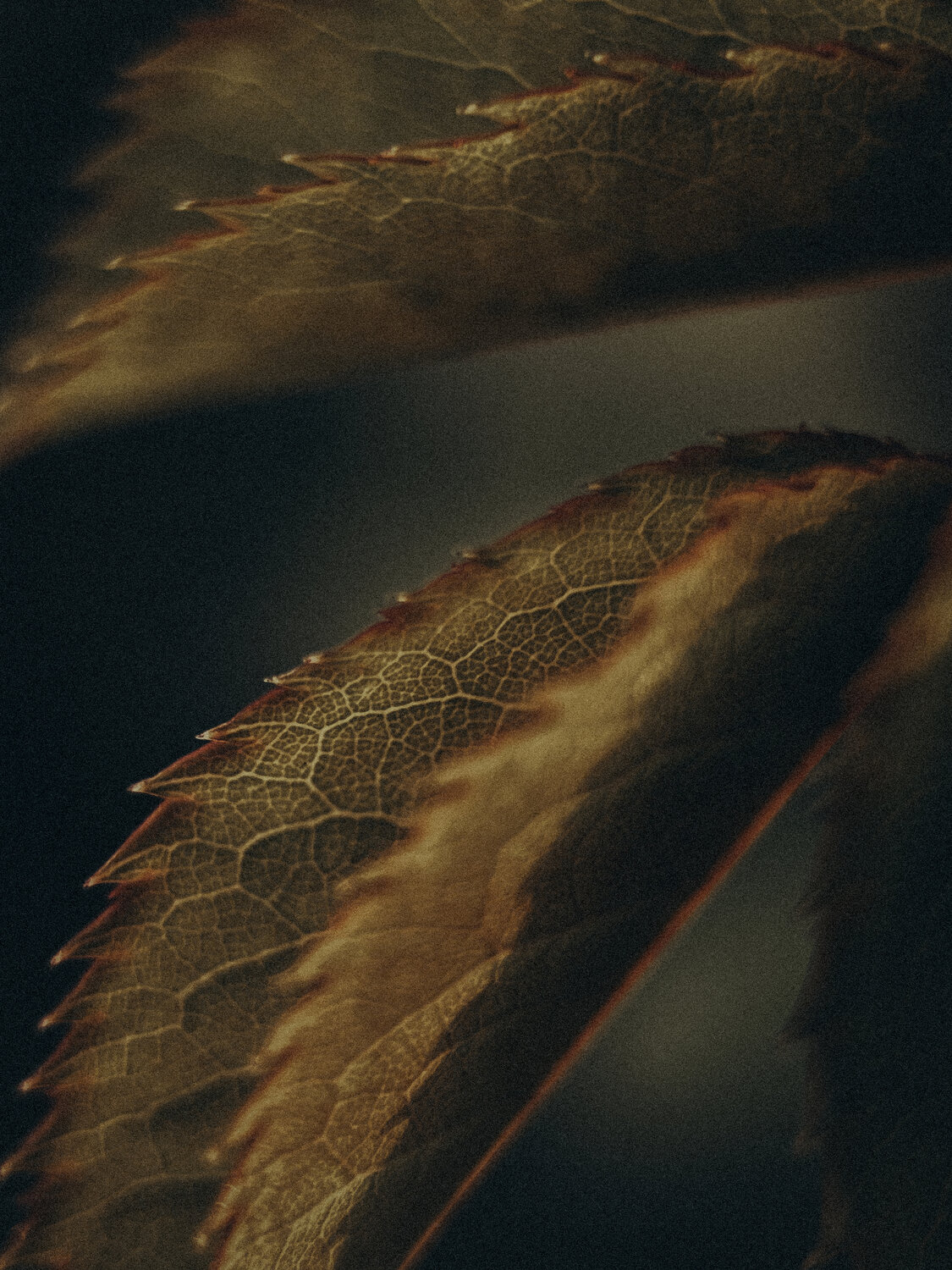 Photo #14092875
