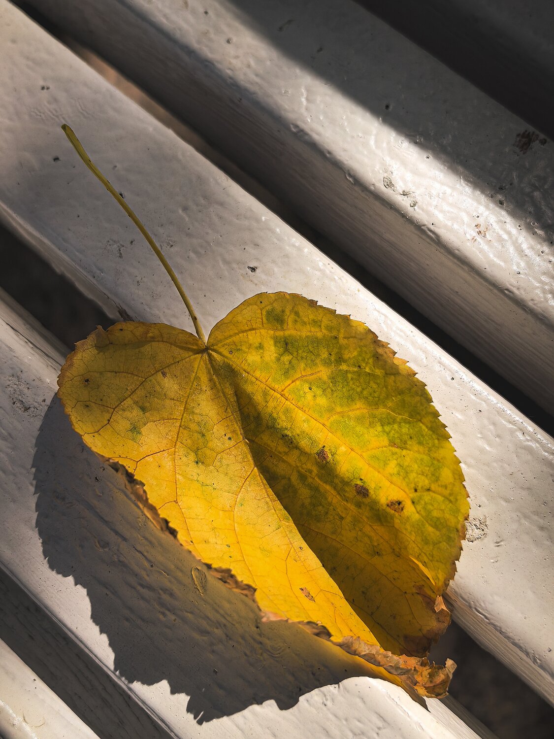 Photo #14092960
