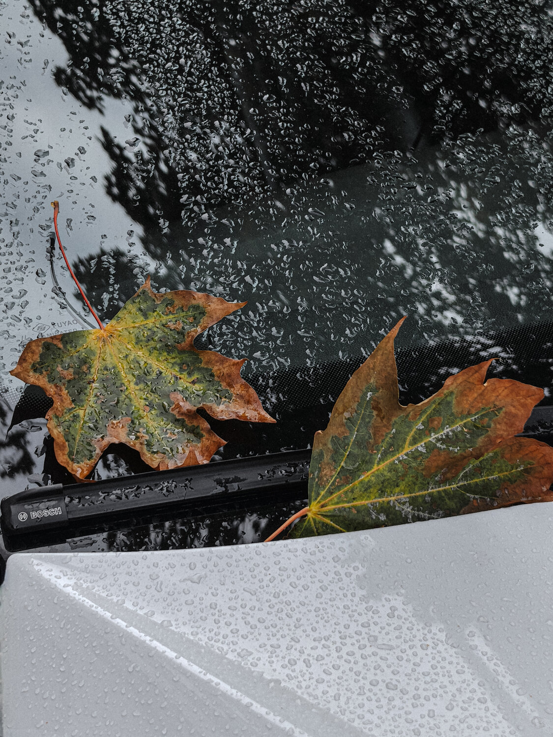Photo #14092961