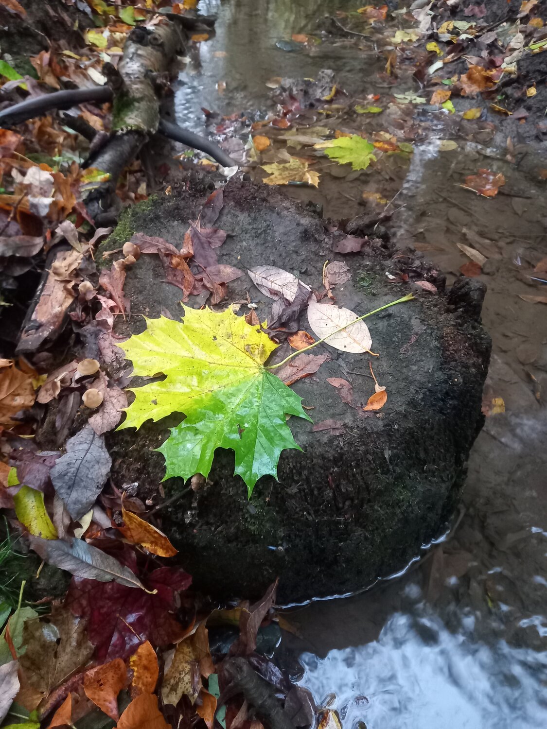 Photo #14092992