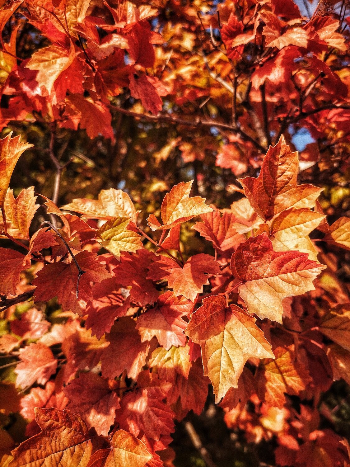 Photo #14093033
