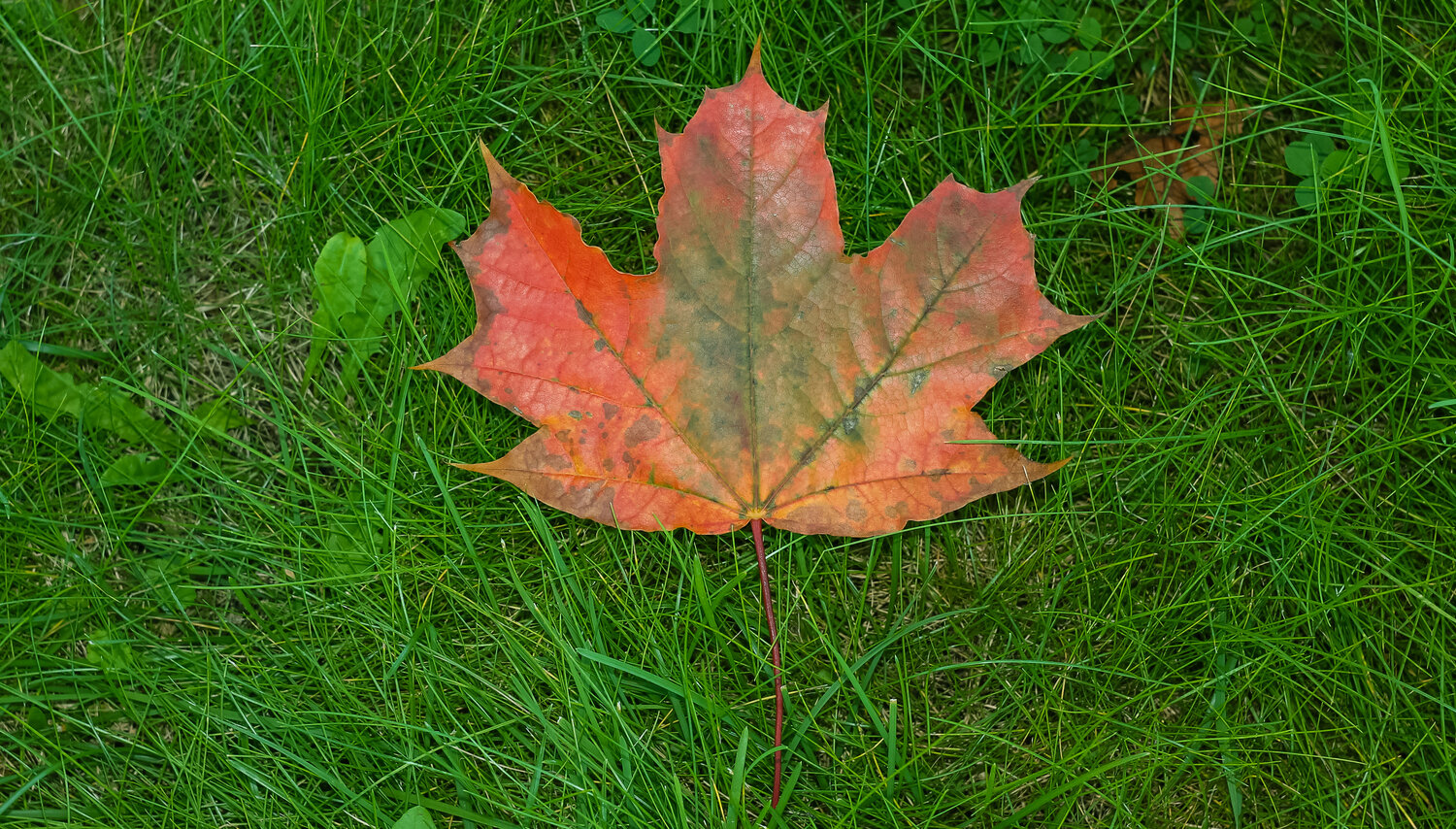 A maple leaf on the grass