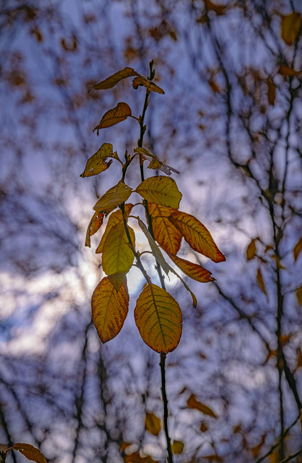 Photo #14093127